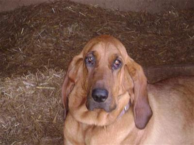 Bloodhound Puppies for Sale